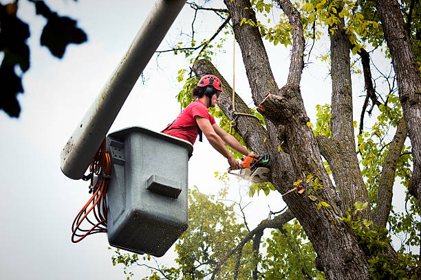 Tree Removal for Businesses in Rockwood, VA